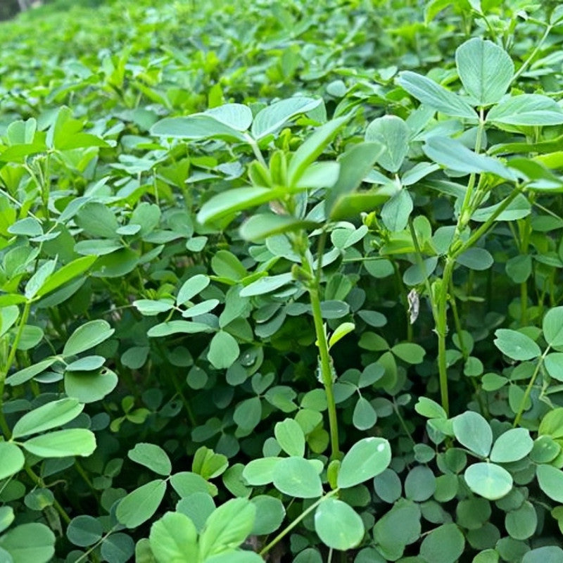 Bluemoon Seeds - Larger Packet High Germination 1/4-1/2LB Onsaleseeds