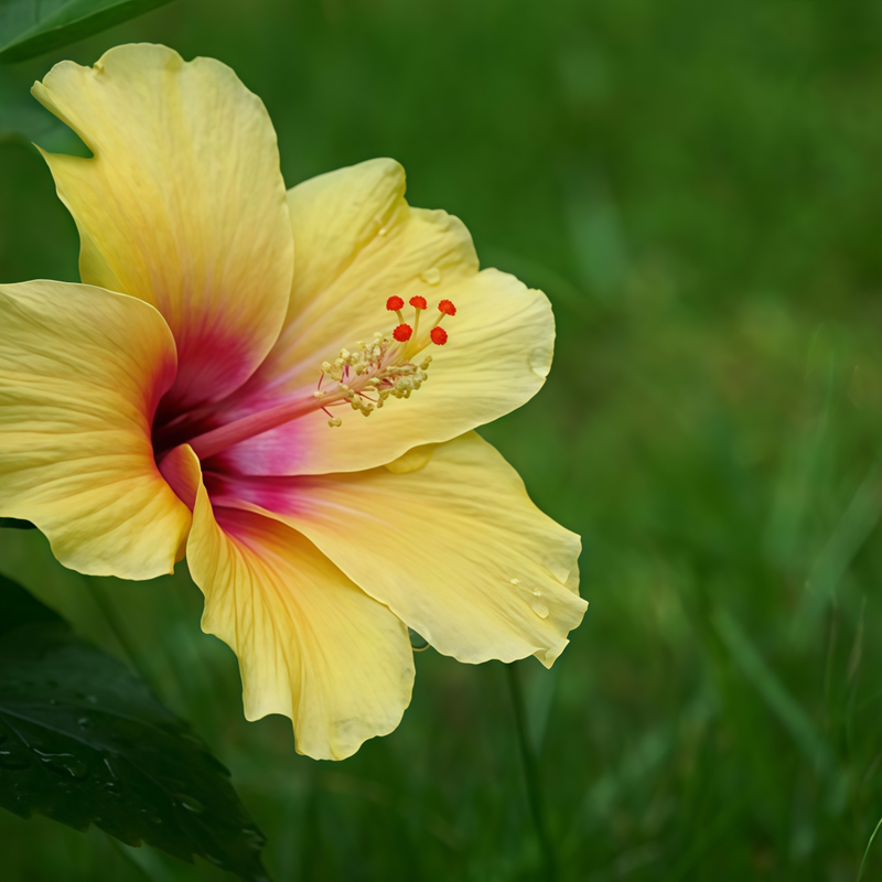 Hibiscus Light Yellow Seeds up to 50%