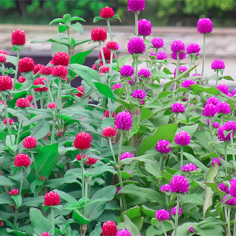 Gomphrena Globosa Seeds - Mix Larger Packet High Germination 600-3000 Onsaleseeds