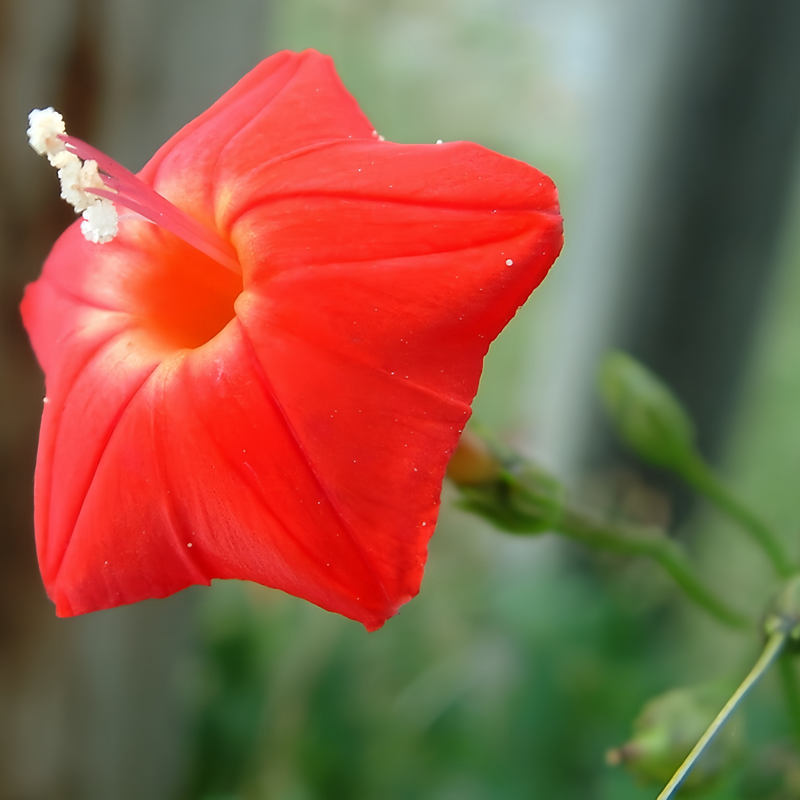 Ipomoea Quamoclit Seeds - Red Palmar Shape High Germination Onsaleseeds
