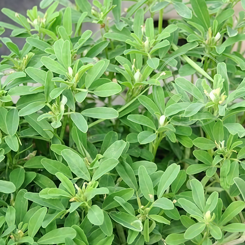 Fragrant Herb(Trigonella Foenum-Graecum) Seeds - Larger Packet High Germination 2000-10000 Onsaleseeds