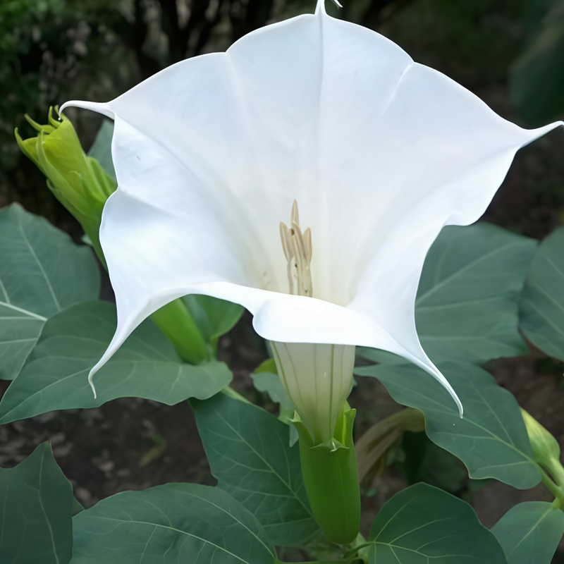 Datura Metel L. Seeds - Larger Packet High Germination 600-1500 Onsaleseeds