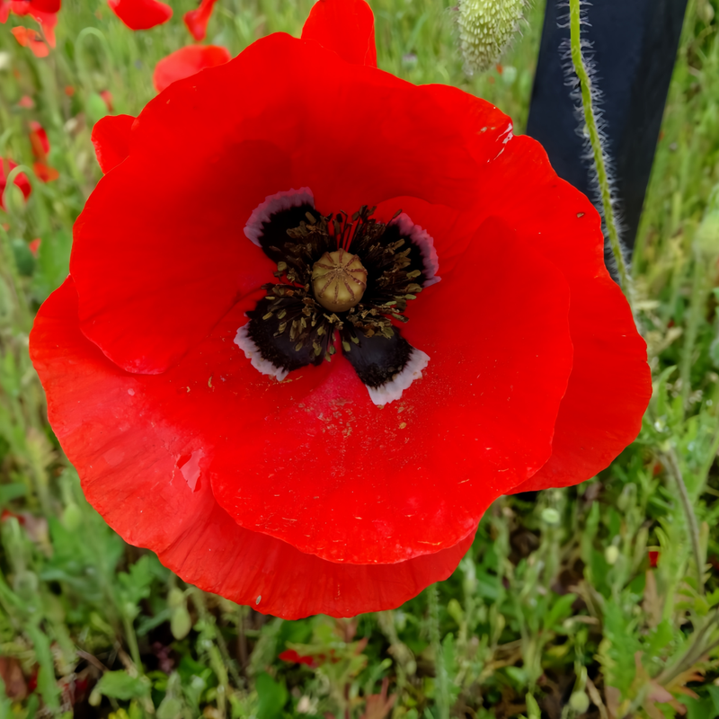 Papaver Rhoeas Seeds - Pink Series Mixed Color Larger Packet High Germination 5000-25000 Onsaleseeds
