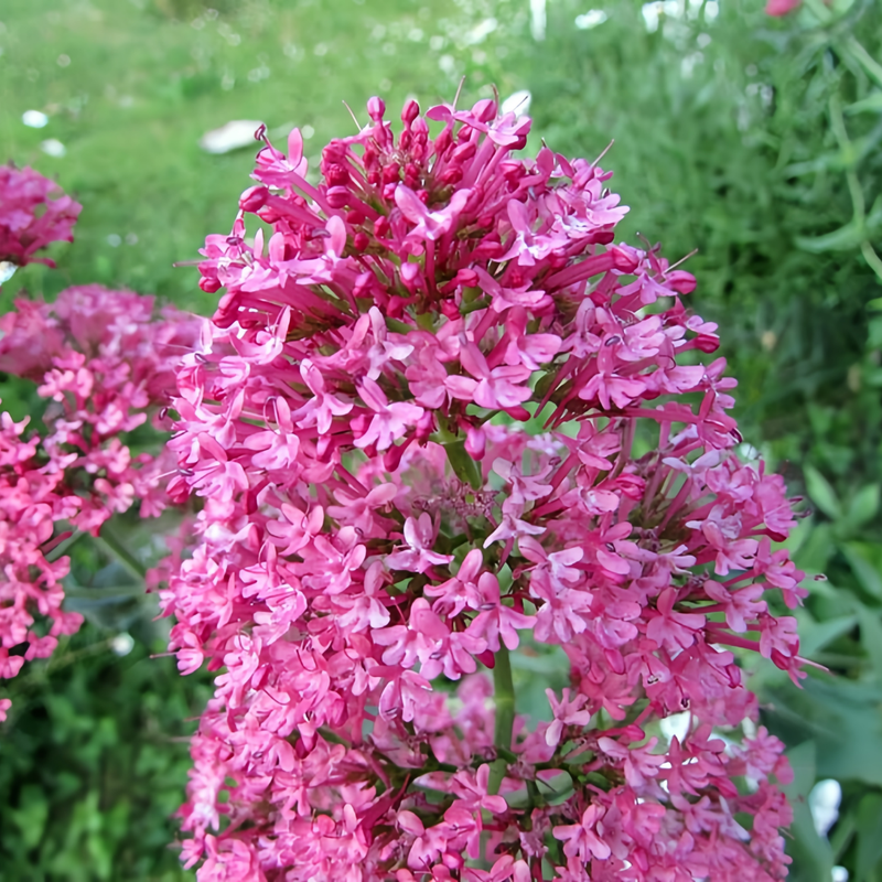 Cornflower / Bachelor Button Seeds - Pink Larger Packet High Germination 600-3000 Onsaleseeds