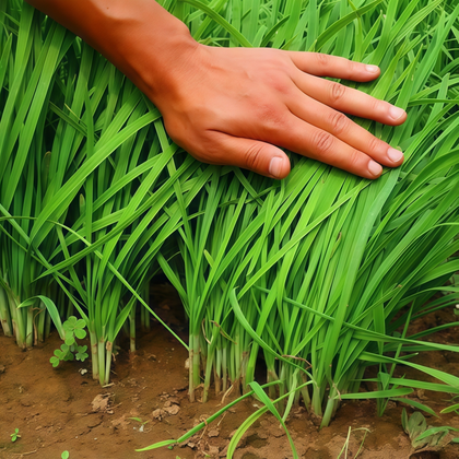 Leek Seeds