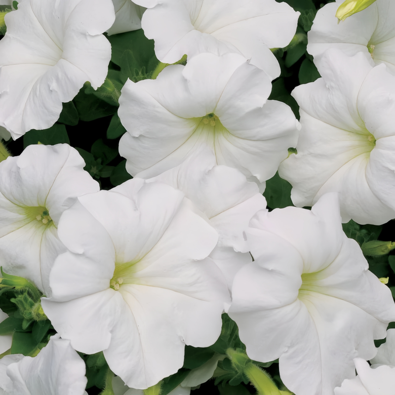 Petunia Hybrida Seeds - White Larger Packet High Germination 4000-20000 Onsaleseeds