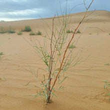 Hedysarum Scoparium Seeds