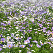 Swan River Daisy Seeds - Mix