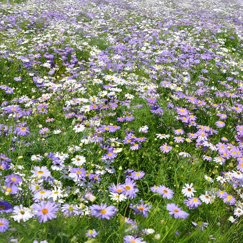 Brachycome Iberdifolia Seeds - Mix Larger Packet High Germination 1000-5000 Onsaleseeds