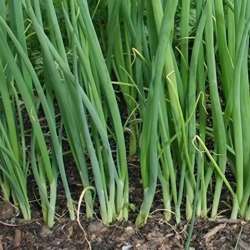 Allium Schoenoprasum - Larger Packet High Germination 1000-5000 Onsaleseeds