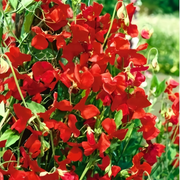 Red Sweet Pea Seeds