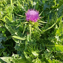 Milk Thistle Seeds