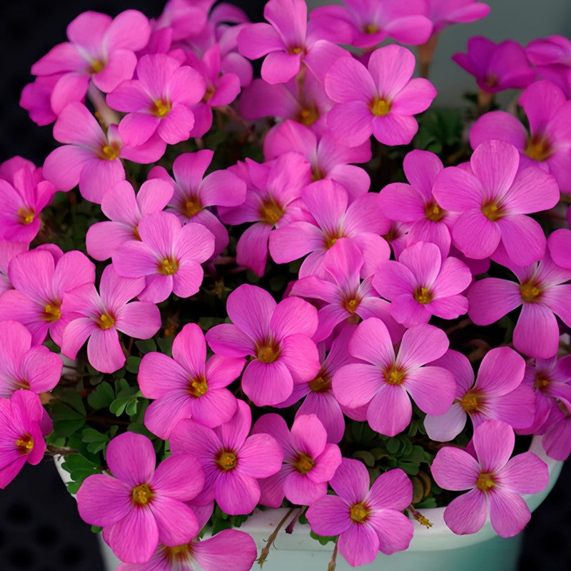 Oxalis Bulbs - Phantom