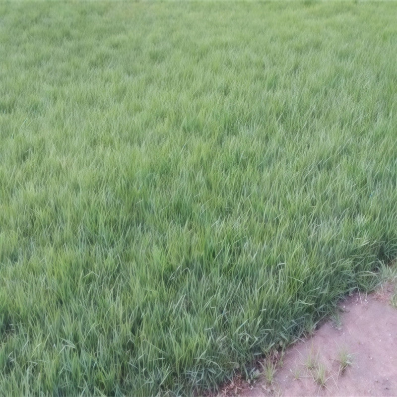 Red Panthar Seeds - Larger Packet High Germination 1/4-1/2LB Onsaleseeds