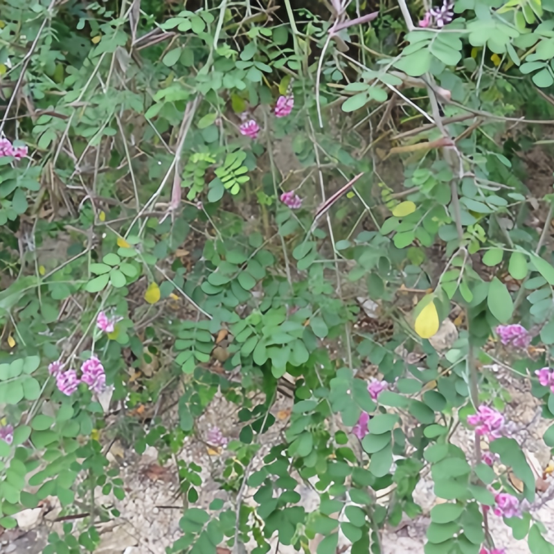 Indigofera Amblyantha Seeds - Larger Packet High Germination 1/4-1/2LB Onsaleseeds