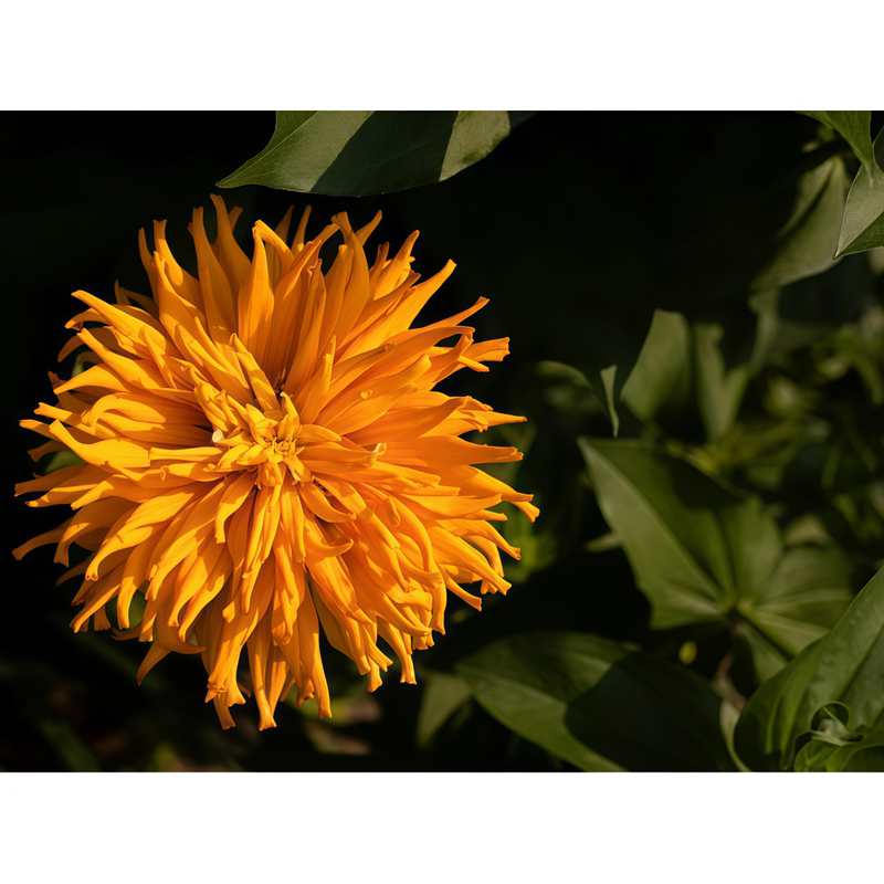 Zinnia Elegans Seeds - Orange Larger Packet High Germination 300-1500 Onsaleseeds