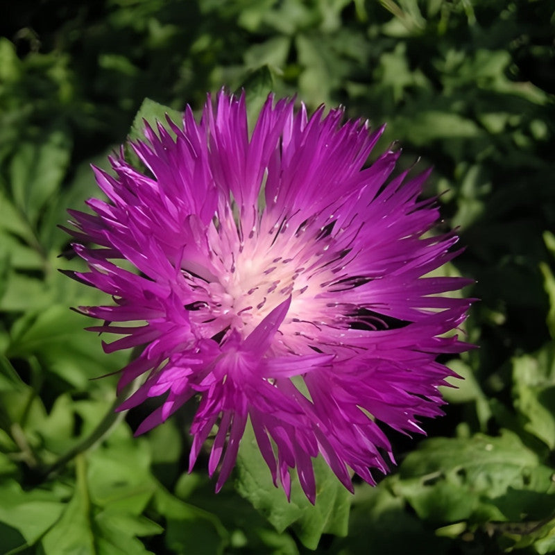 Cornflower / Bachelor Button Seeds - Purplish Red Larger Packet High Germination 600-3000 Onsaleseeds