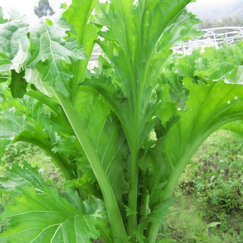 Brassica Juncea Var. Multiceps - Purple Larger Packet High Germination 5000-25000 Onsaleseeds