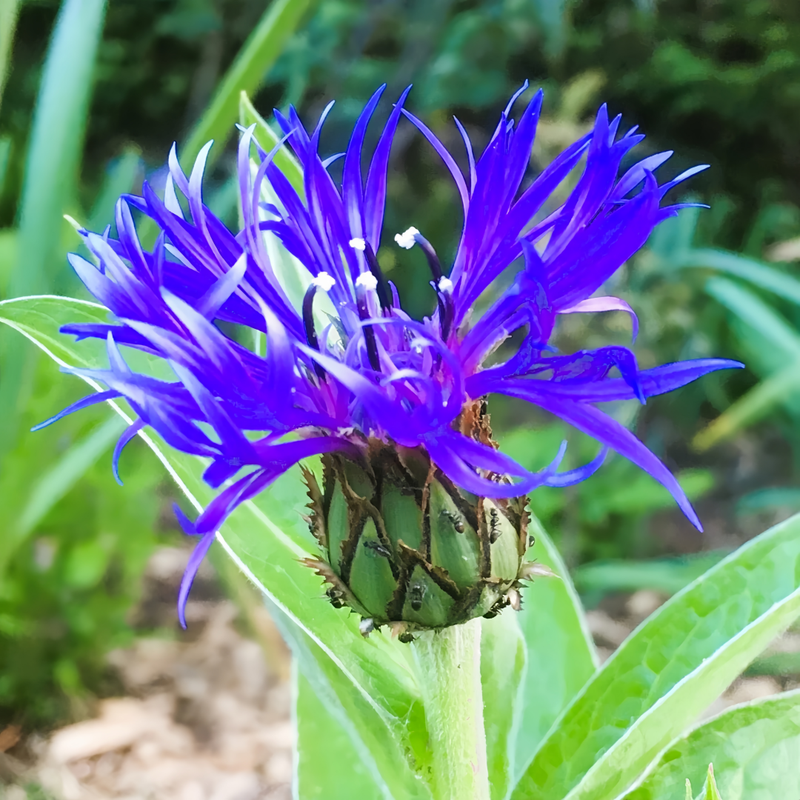 Cornflower / Bachelor Button Seeds - Blue Larger Packet High Germination 600-3000 Onsaleseeds