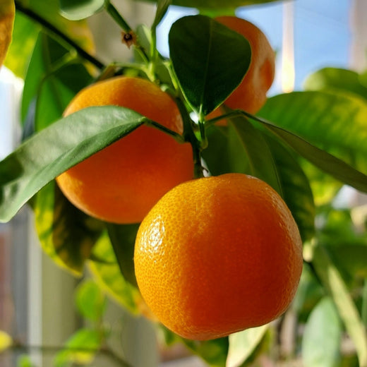 Mandarin Orange Seeds