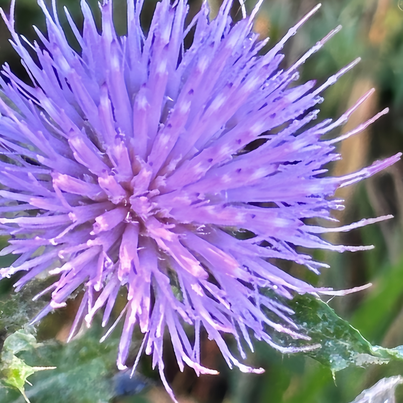 blue thistle flower seeds Cirsium Blue Seeds | Blue Thistle Flowers
