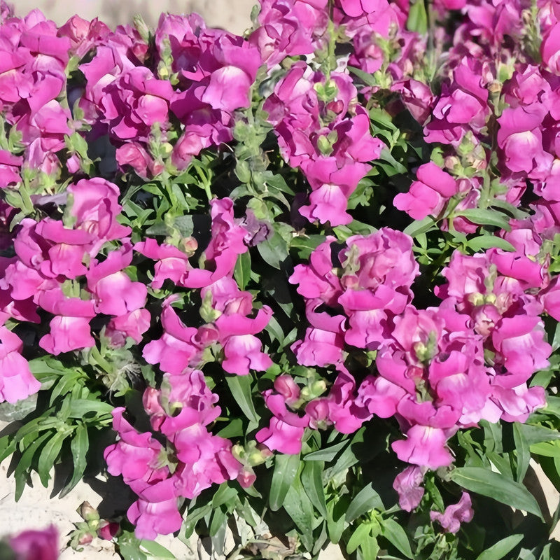 Snapdragon Seeds - Rosy Larger Packet High Germination 8000-40000 Onsaleseeds