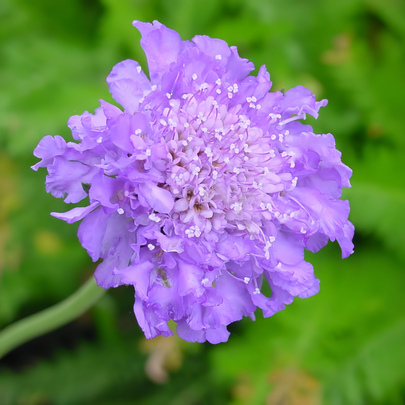 Scabiosa Atropurpurea Seeds - Blue Larger Packet High Germination 1000-5000 Onsaleseeds