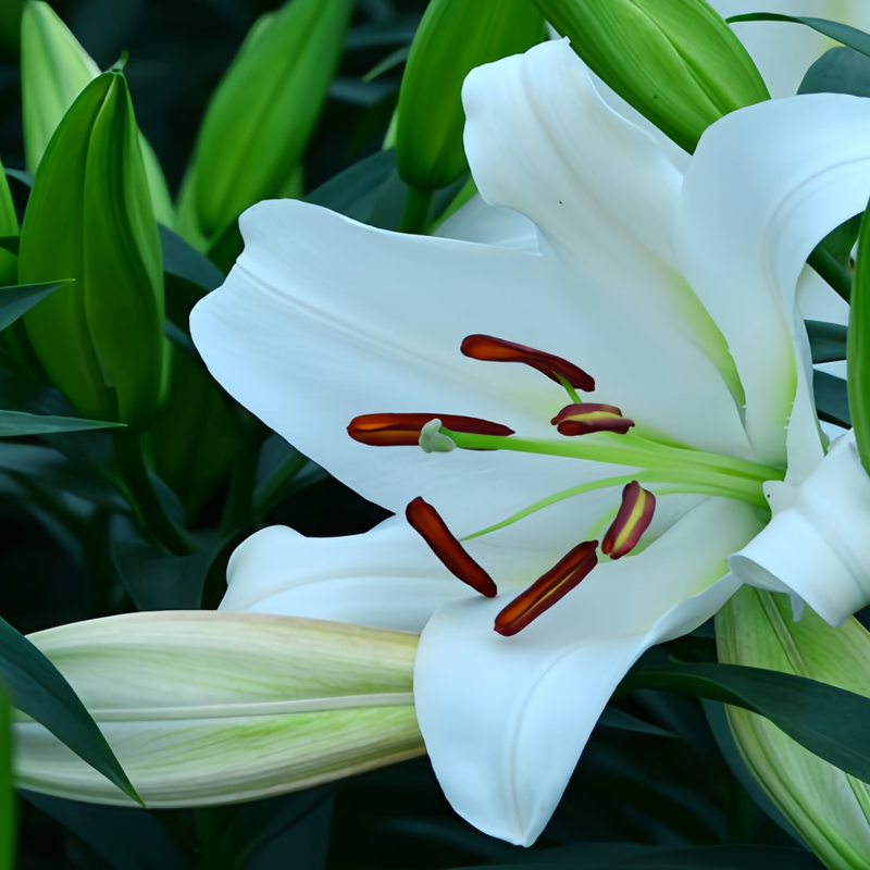 Perfume Lily White Bulbs up to 50%