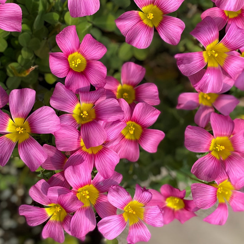 Oxalis Bulbs - Little Red Riding Hood