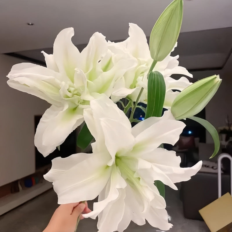 Lily Bulbs - Monica Double