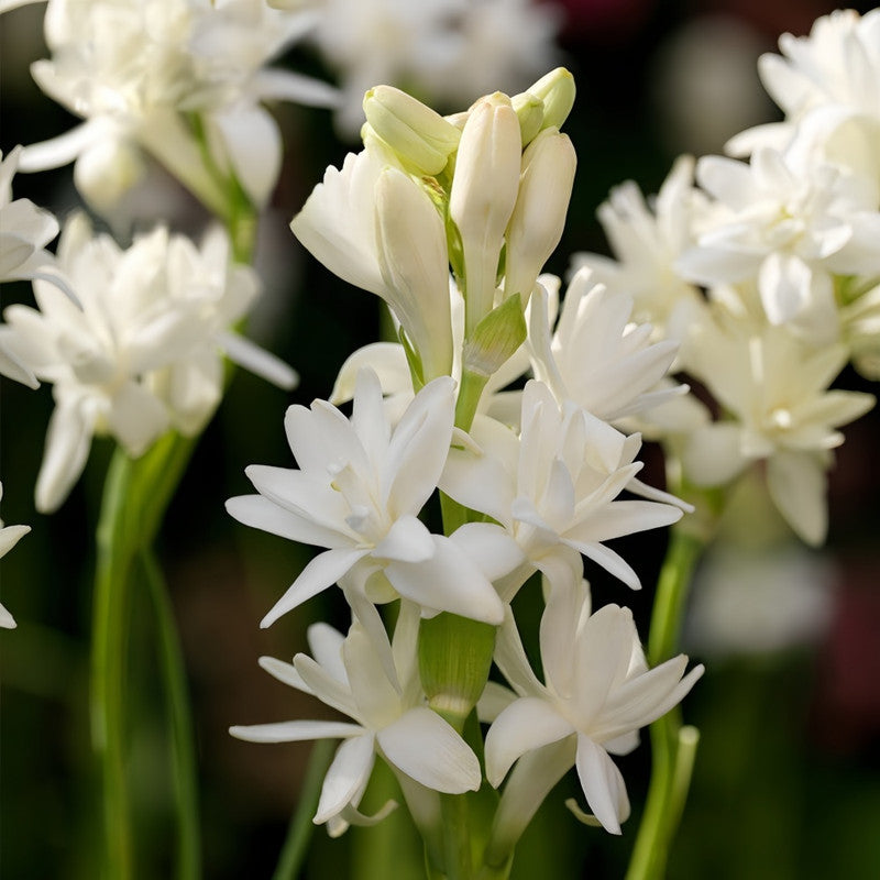 Tuberose Bulbs - White