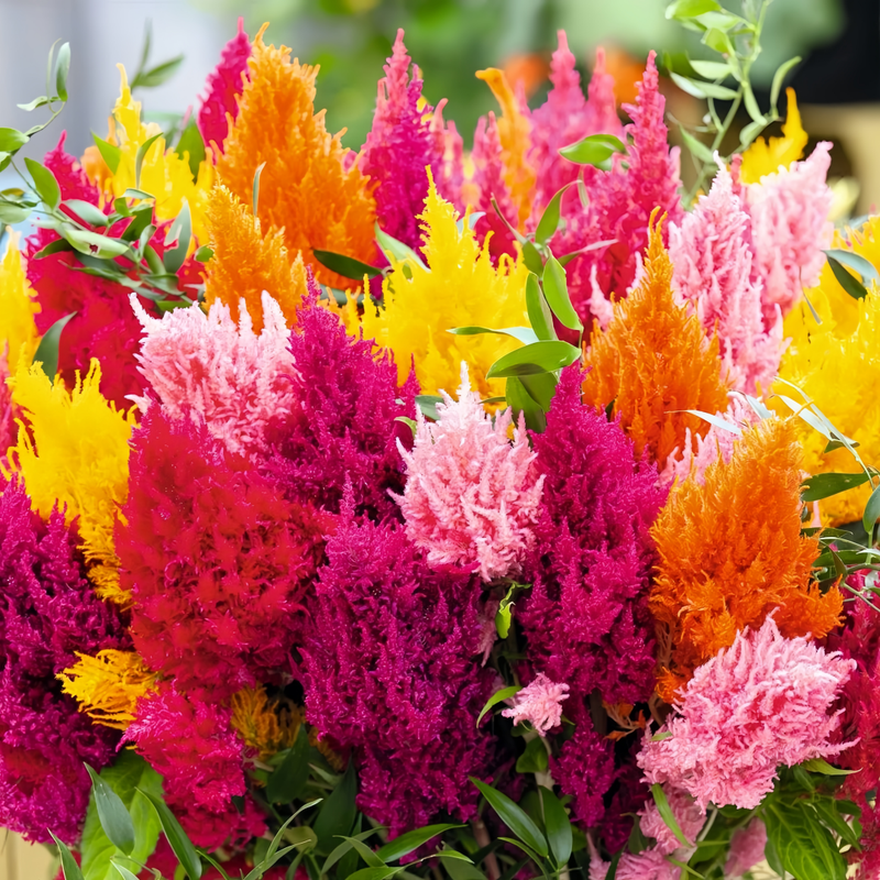 Celosia Cristata Seeds - Mix Three Colours Larger Packet High Germination 1000-5000 Onsaleseeds