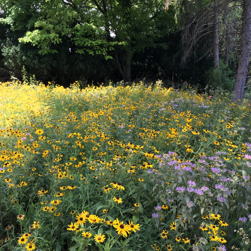 Flowering Plant Combination Cold Resistant Tall Plant Mix Seeds up to 50%