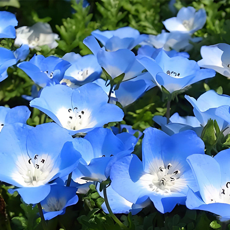 Statice Seeds - Blue White Heart Larger Packet High Germination 800-4000 Onsaleseeds