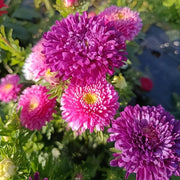 China Aster Seeds - Rose