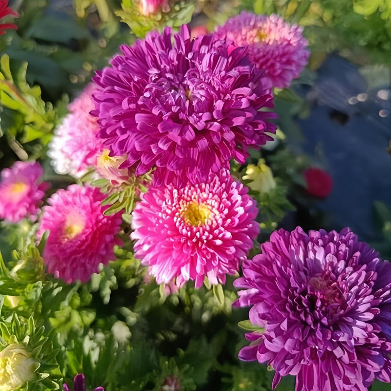 China Aster Seeds - Rose Color Larger Packet High Germination 1500-7500 Onsaleseeds