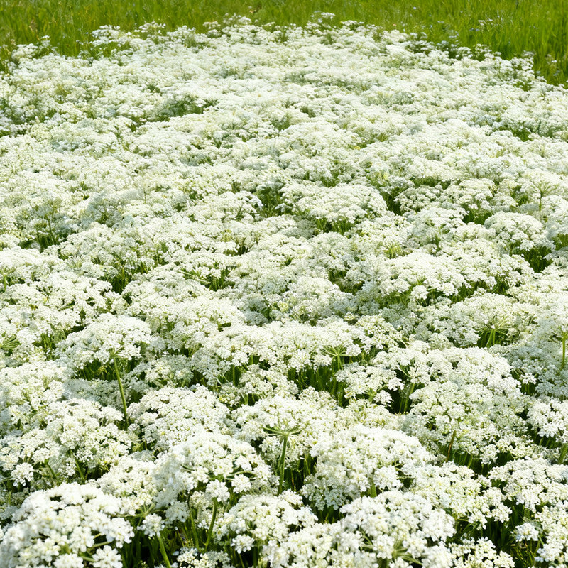 Ammi Majus Seeds White up to 50% Large Pack · 3000-15000 Seeds