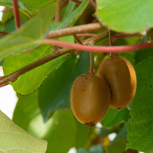 Kiwi Seeds