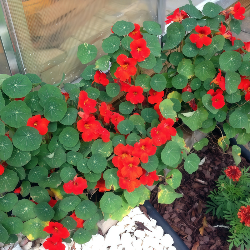 Nasturtium Seeds - Purplish Red Larger Packet High Germination 260-1200 Onsaleseeds