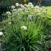 White Ornamental Allium Seeds