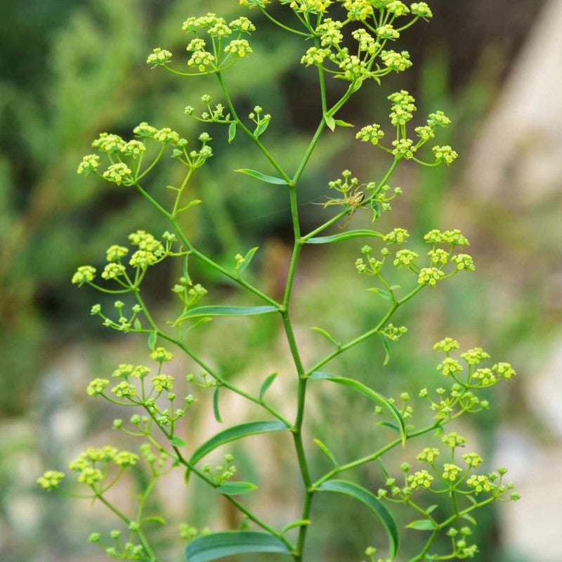 Bupleurum Seeds - Larger Packet High Germination 2000-10000 Onsaleseeds