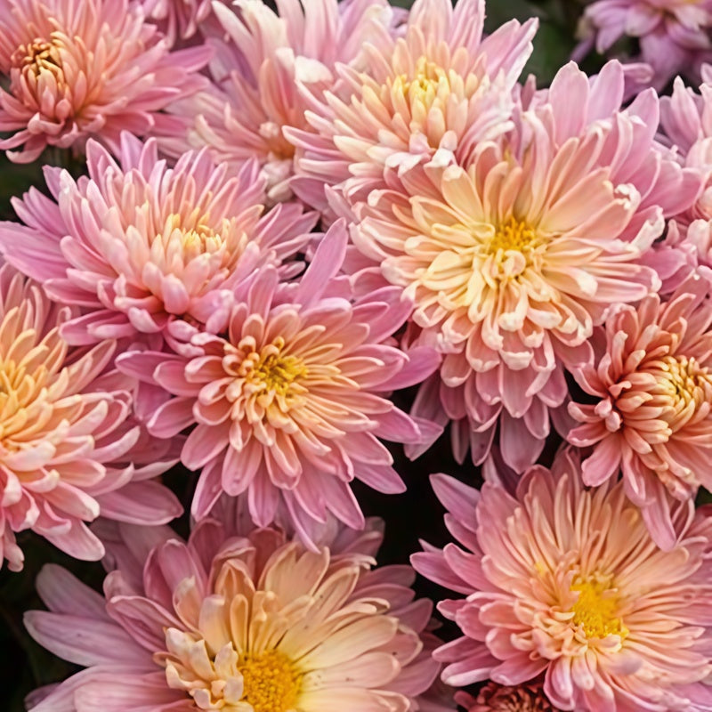 Candy Chrysanthemum Seeds  up to 50%