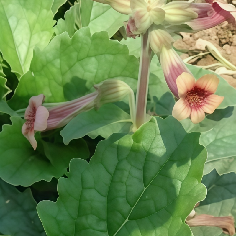 Rehmannia Glutinosa Seeds - High Germination Onsaleseeds