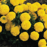 Yellow African Marigold Seeds