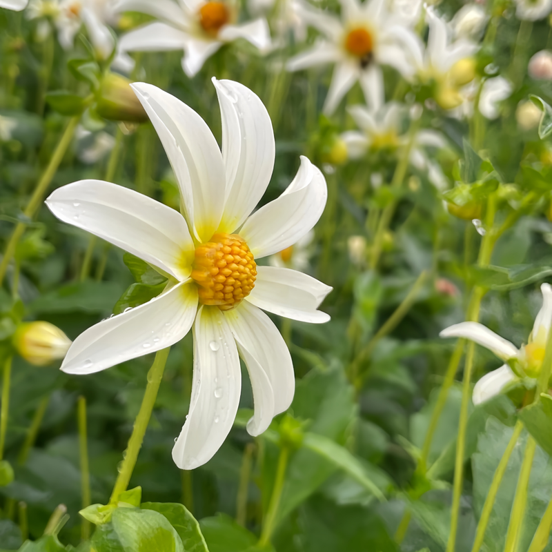 Dahlia Pinnate Seeds - White Larger Packet High Germination 300-5000 Onsaleseeds