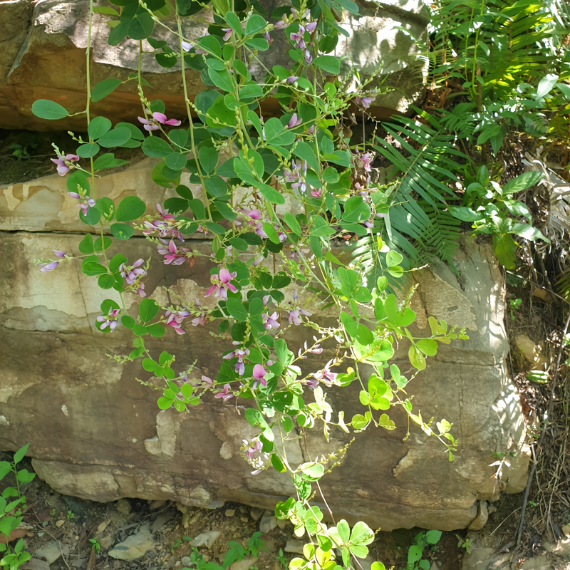 Bush Clovers Seeds - Larger Packet High Germination 1/4-1/2LB Onsaleseeds