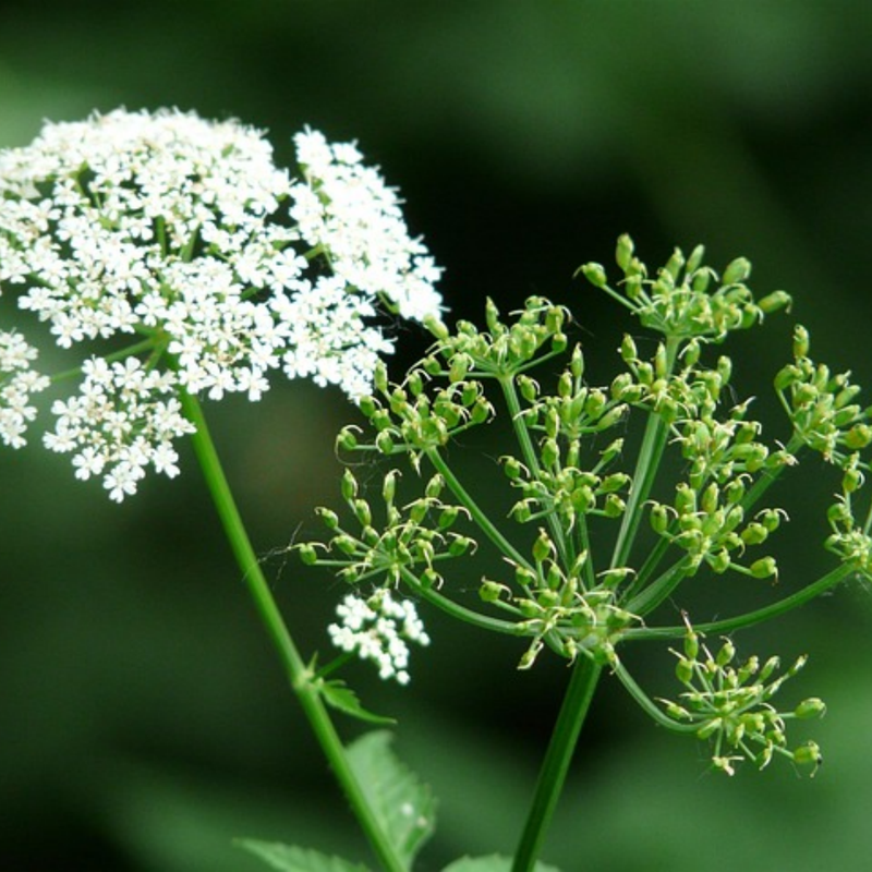 Saposhnikovia Divaricata (Trucz.) Schischk. Seeds - Larger Packet High Germination 3000-150000 Onsaleseeds