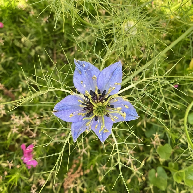 nigella seeds flower Love In A Mist Light Purple Seeds | Light Purple Nigella