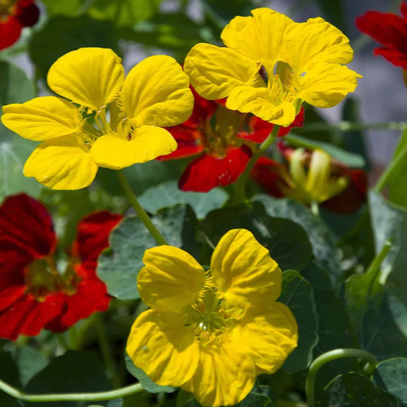 Nasturtium Seeds - Beige Larger Packet High Germination 260-1200 Onsaleseeds