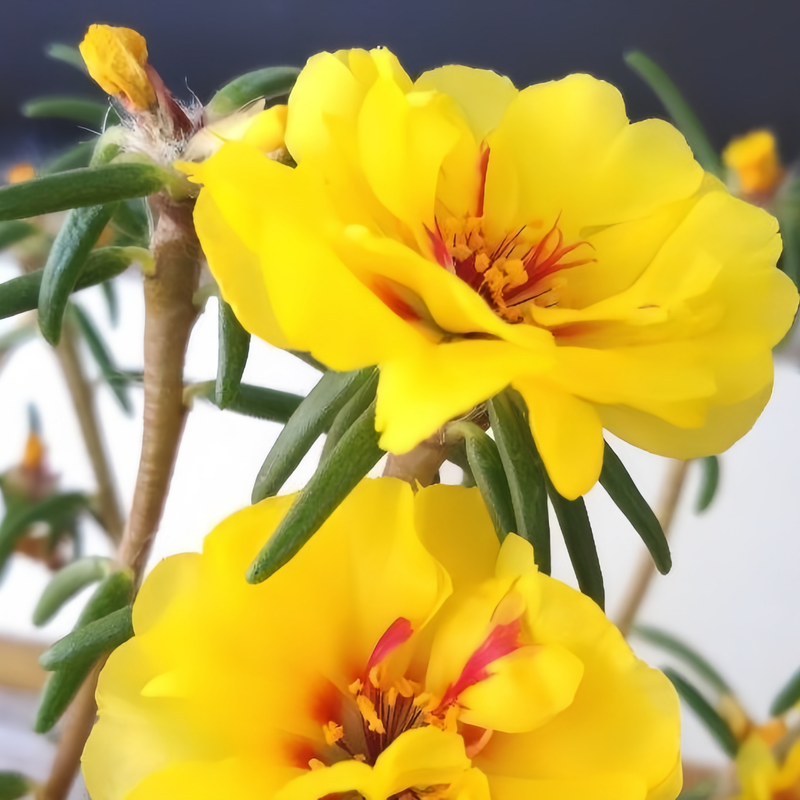 Moss Rose Seeds - Yellow Larger Packet High Germination 3000-15000 Onsaleseeds